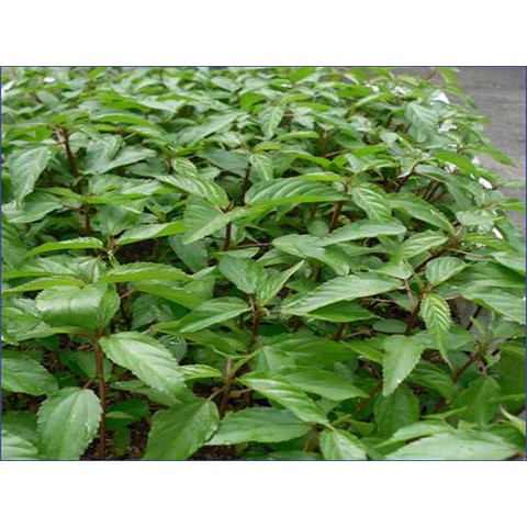 Hạt giống rau đay đỏ dễ trồng