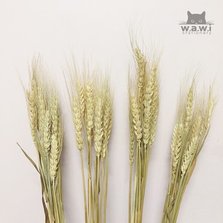 [WAWI] 10 cành (tặng 1) bông lúa mạch khô chụp decor