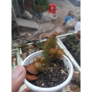 Xương Rồng mạng Nhện
