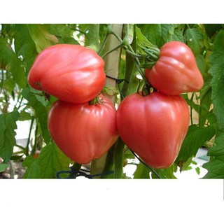 Hạt giống Cà Chua Trái Tim Đỏ