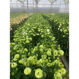 Hạt giống hoa cát tường mix ( tặng phân bón , kích mầm ) .