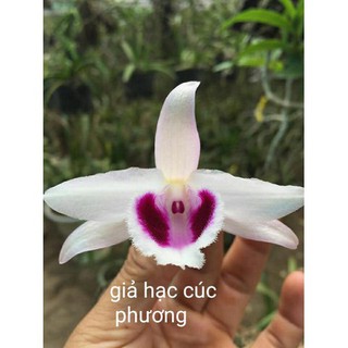 combo 2 cây hoa phong lan giả hạc cúc phương