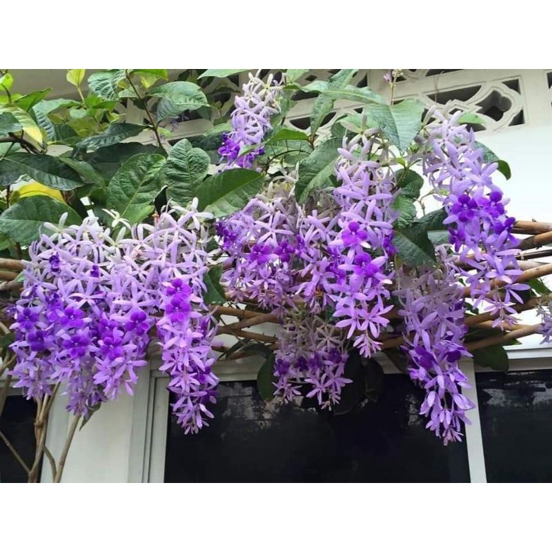 Cây hoa mai xanh chuẩn thái lan siêu xinh