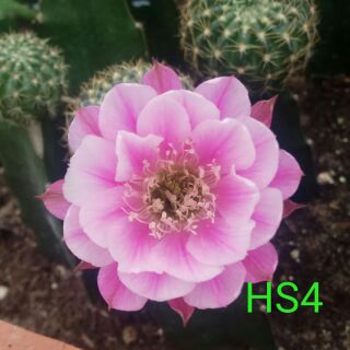 Xương rồng Lobi HS4