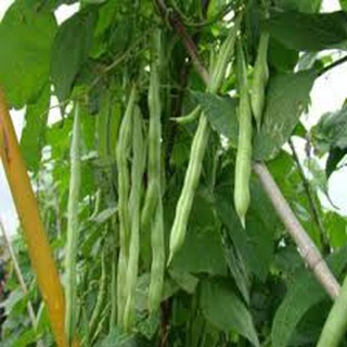 Hạt giống đậu trạch lai(50g)