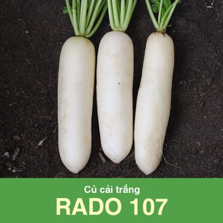 Hạt giống Củ cải trắng Rado 107 (50gr)