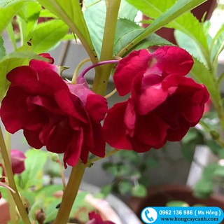 Hạt Giống Hoa Móng Tay Kép