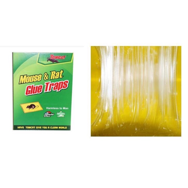 Keo dính chuột xịn