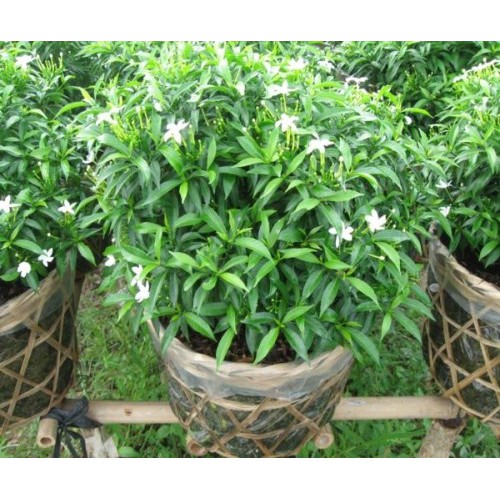 CHẬU CÂY MAI VẠN PHÚC - CÂY LỚN, GỬI ĐI NGUYÊN CHẬU + Tặng 02 cây nhót ngọt