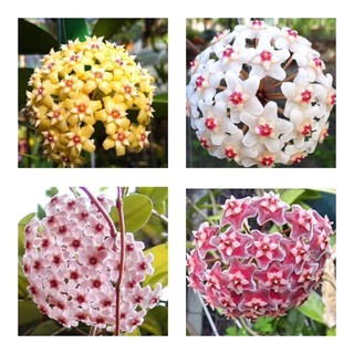 Cẩm cù chậu đại