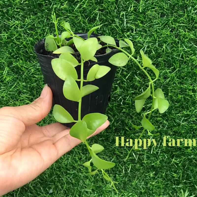 Cây lan hạt dưa siêu đẹp