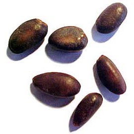 HẠT GIỐNG NA THÁI  - 5 hạt/ gói