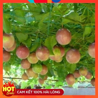 Cây Chanh Leo Tím Đài Loan ( 3 Cây ) Cây Giông Chuẩn Chất Lượng Cao Năng Suất Cao