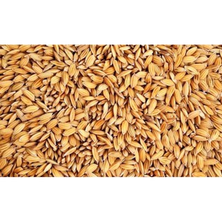 1kg Lúa (thóc) thức ăn gà vịt chim 2021