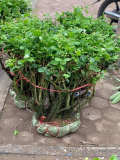 Cây Hoa Nhài