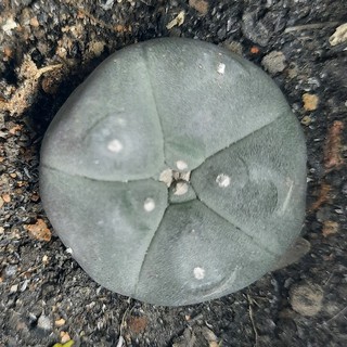 Xương rồng Lopho  - Lophophora ( 2.6cm - 4.0cm ) ( Vườn Xương rồng EXOTICACTUS )
