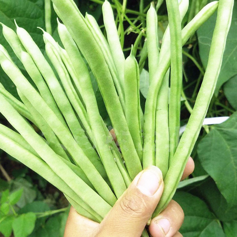 Hạt Giống Đậu Cove Bụi Lùn Xanh Phú Nông Dễ Trồng Cho Hiệu Quả Cao- Gói 10gr (HPN-023)