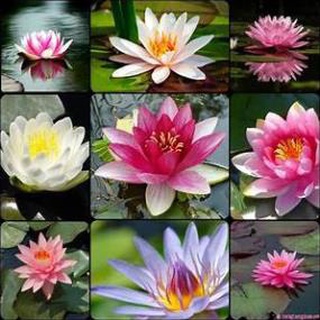 Hạt Giống Hoa Súng Thái Mini 5 Hạt