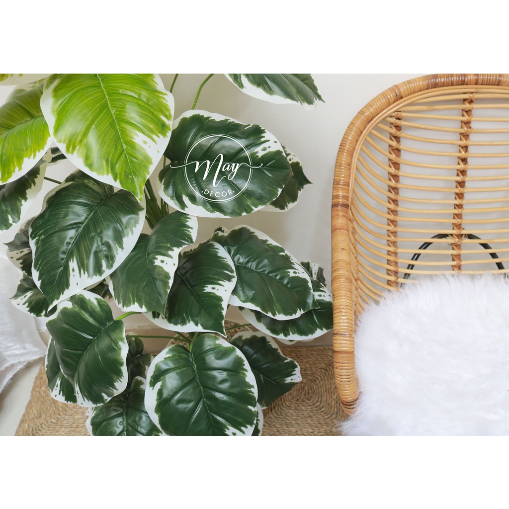 Cây giả Cây lá rùa, Trầu bà Montera, Cây môn đốm 1m2