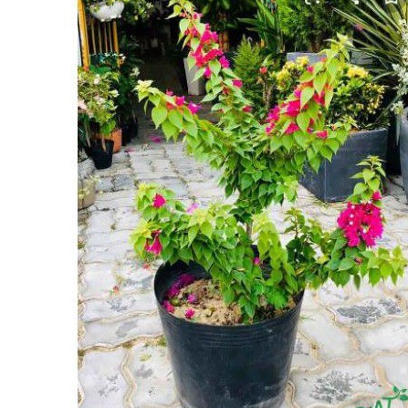 hoa giấy mỹ có hoa