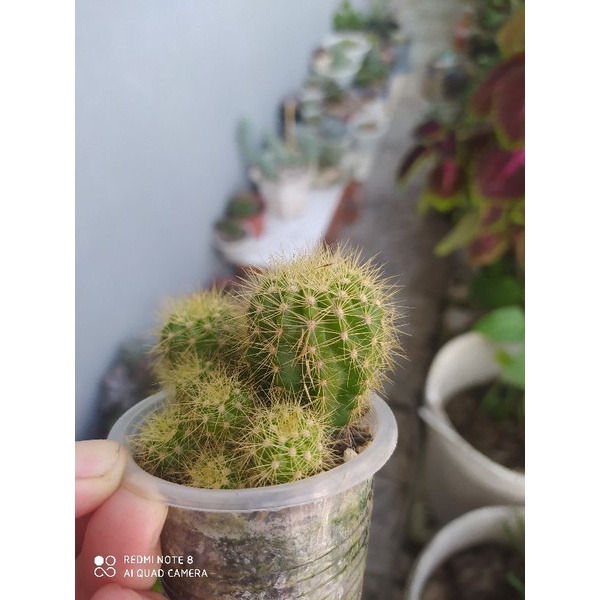 Xương rồng bí xanh