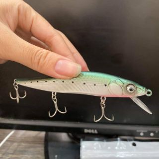 Cá Minnow Sanchem