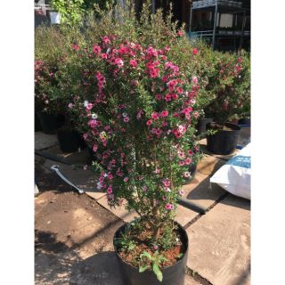 Nhất Chi Mai.... cây lớn 1m1