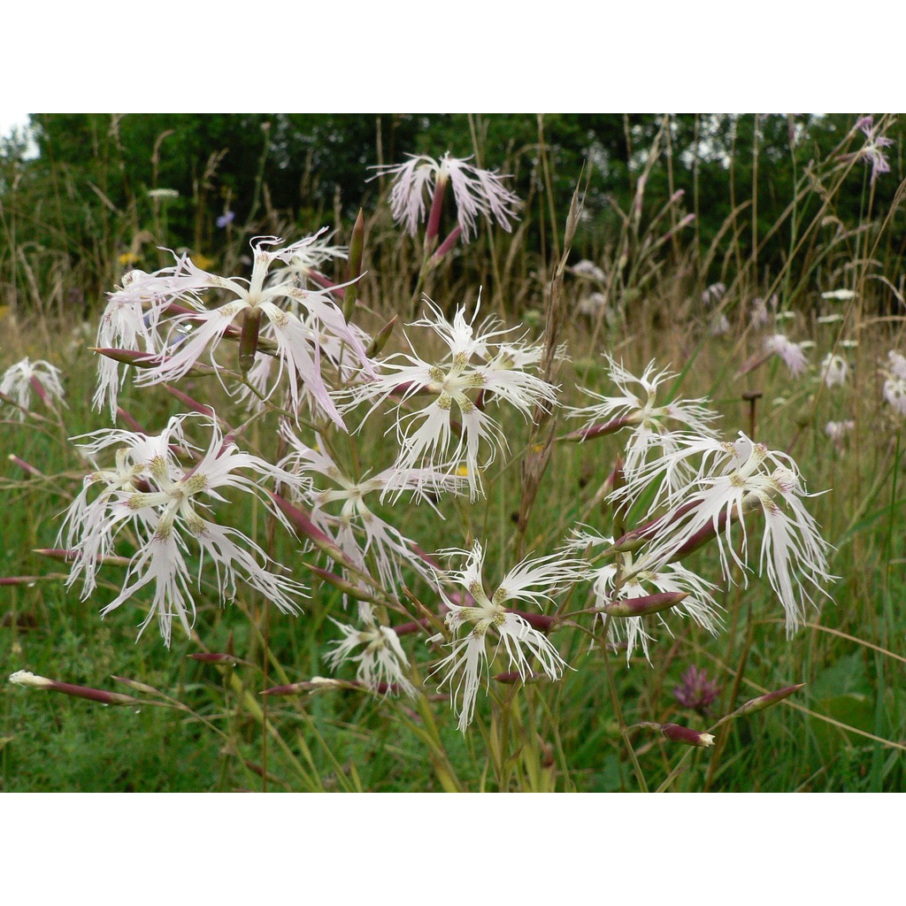 Cù mạch khô thượng hạng JINDO 1kg