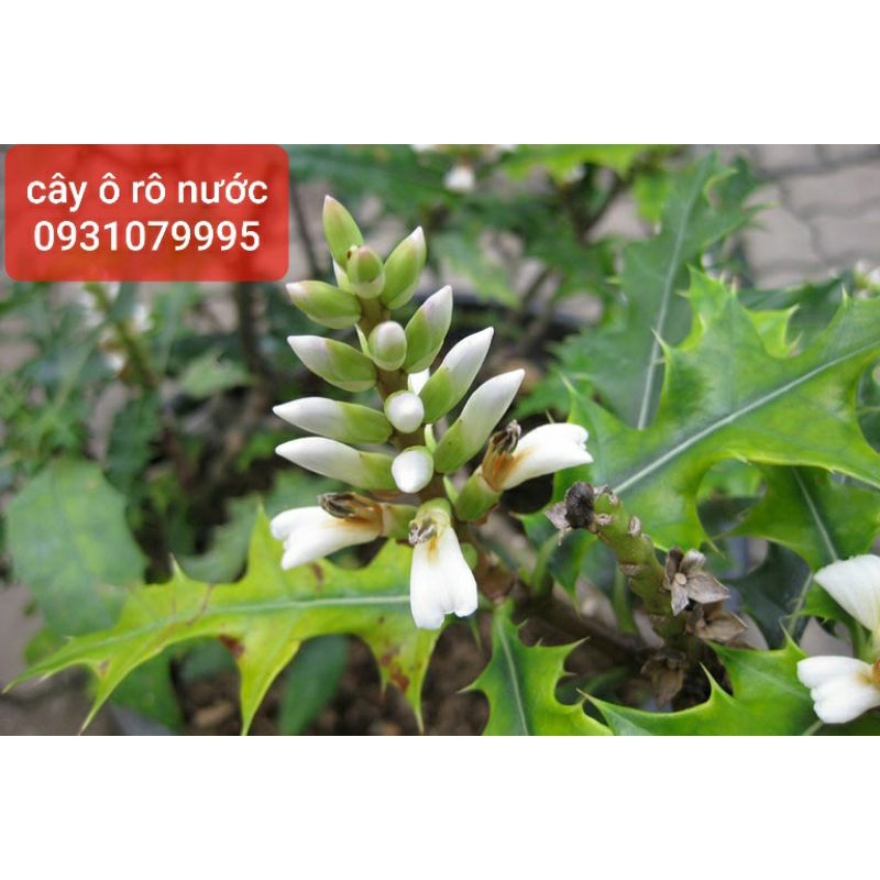 cây ô rô nước phơi khô 1kg