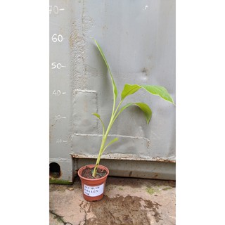 Chuối già lùn cấy mô