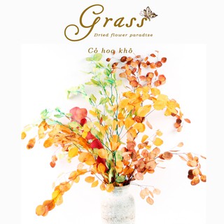 [Mừng Khai Trương] Lá khô Bạch đàn lá tròn Trang trí nhà cửa, Decor chụp ảnh, đồ handmade, để bàn làm việc, phòng khách