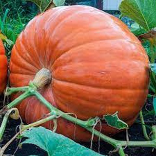 Hạt giống bí ngô khổng lồ _ bí đỏ halloween nhập thái lan nguyên gói