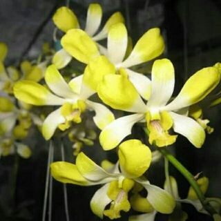 Lan denro nắng Banana hoa thơm