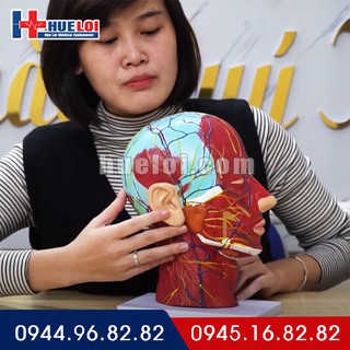 [Đầu mặt cổ] Mô hình giải phẫu cơ, mạch máu, thần kinh tỷ lệ 1:1