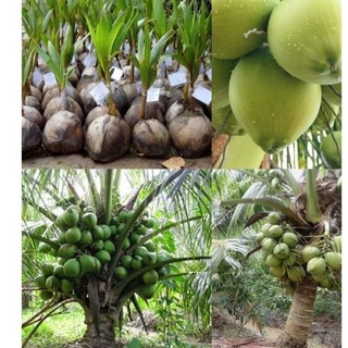Combo 6 cây dừa xiêm lùn