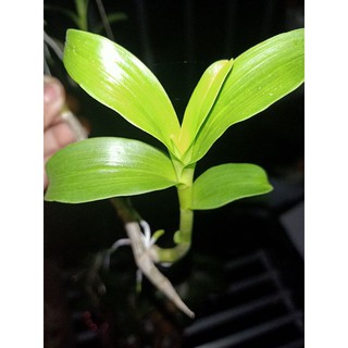 ki phi điệp mắt đỏ