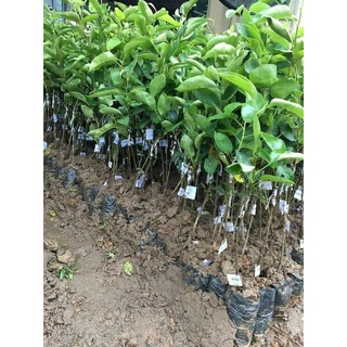 Cây Giống Lê Vàng Tứ Quý Hàng Chuẩn