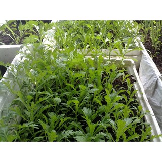 Hạt giống rau Tần Ô - Cải cúc 20 gram 🌱