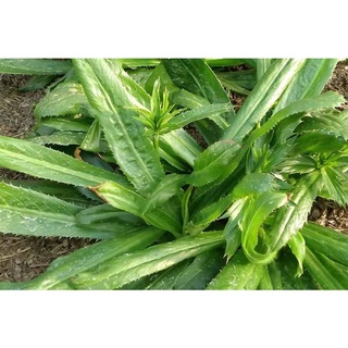 Hạt giống ngò gai (mùi tàu)
