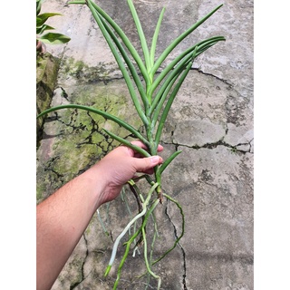 Lan Vanda Lá Kim nhiều màu