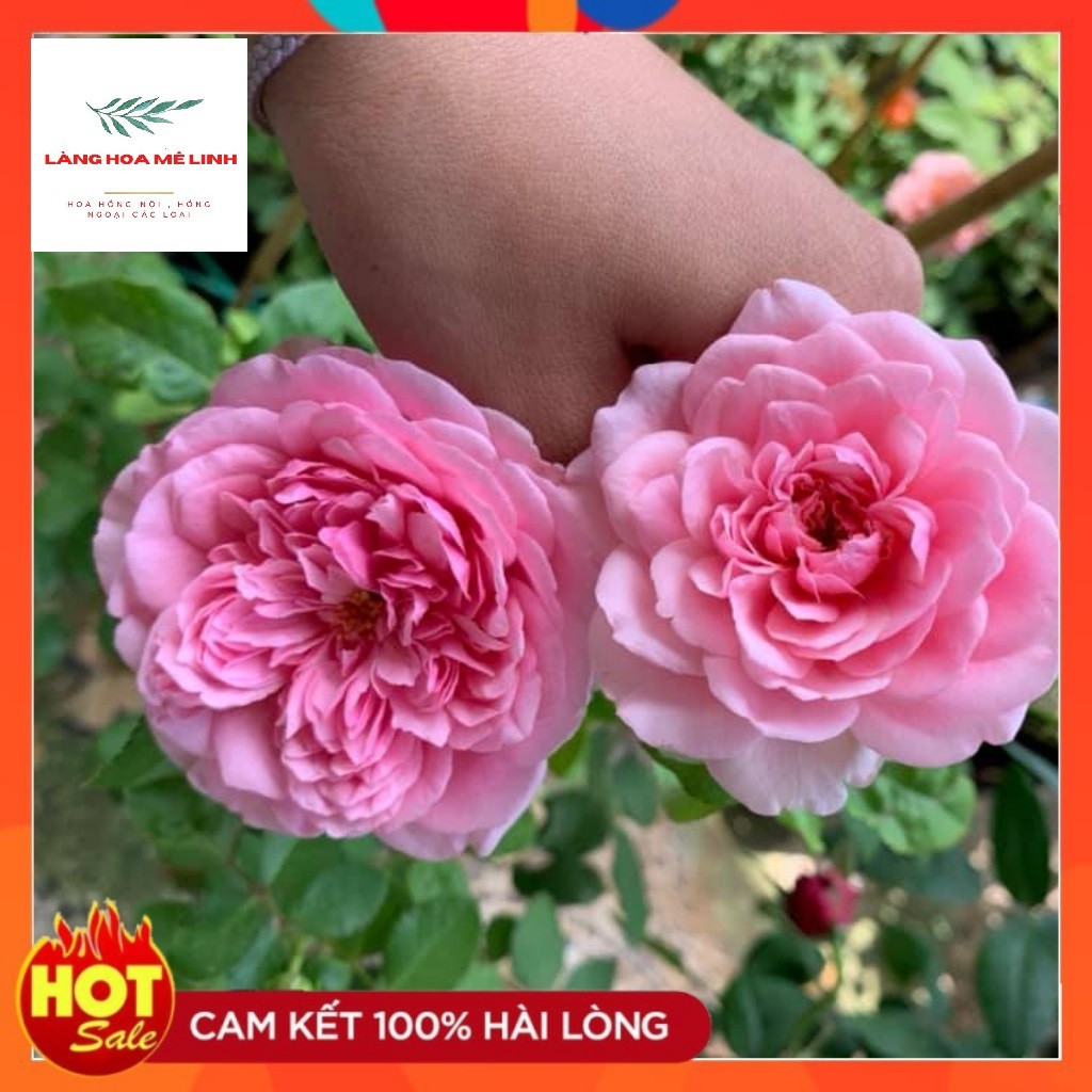 Hoa Hồng Ngoại Rose Pompadour [SIÊU PHẨM ] - Hồng leo Pháp bông lớn, thơm tuyệt