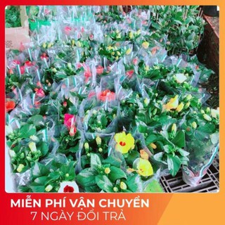 Hoa Dâm Bụt Kép
