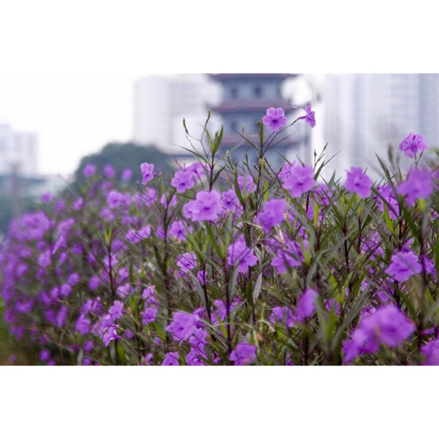 Cây chiều tím