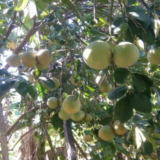 Thanh trà Lương Quán Thủy Biều Huế