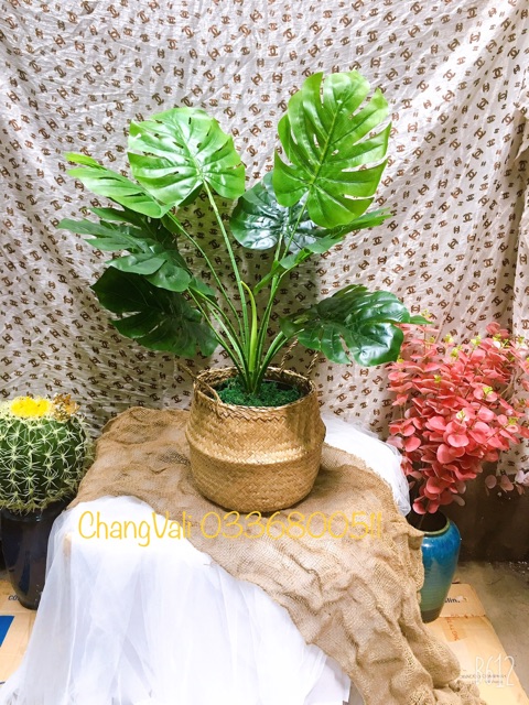 Cây giả- Cây trầu bà tay phật 80cm 12 lá lớn - trang trí nhà cửa - HN