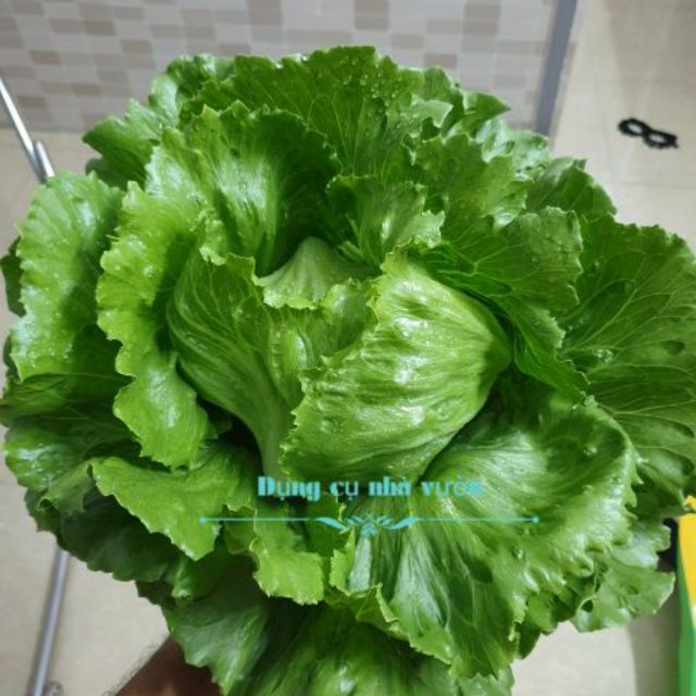 [Hạt giống Việt] _ Hạt giống xà lách Minetto