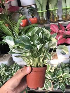 Cây trầu bà sữa - Trầu bà lá đốm