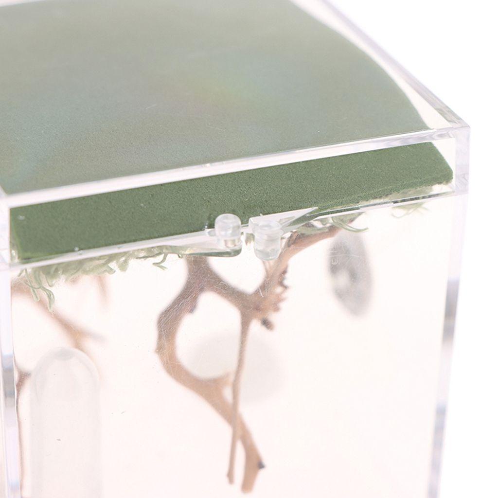 1 Bộ Hộp Nuôi Kiến Mini Bằng Acrylic Trong Suốt