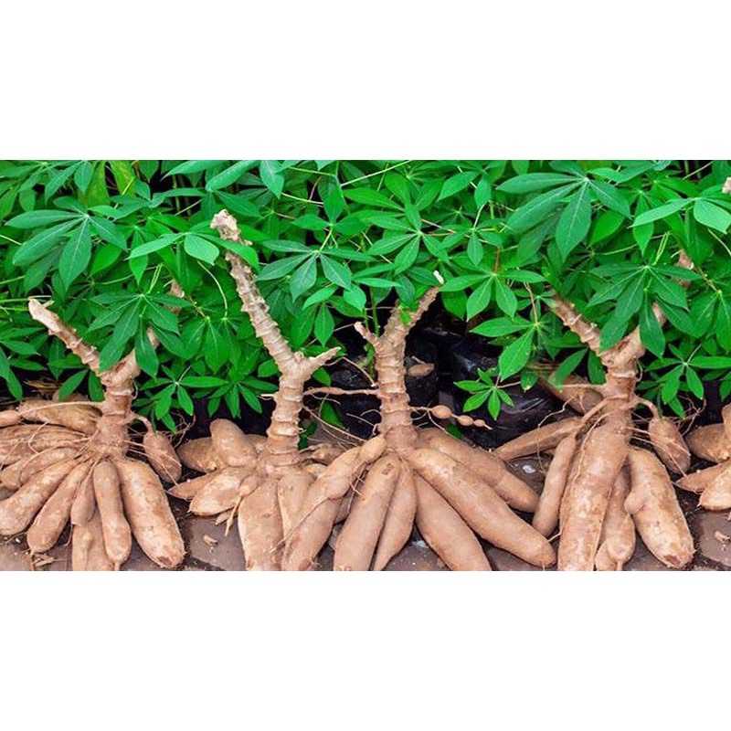 1KG Củ Khoai Mì  Tươi & Khô