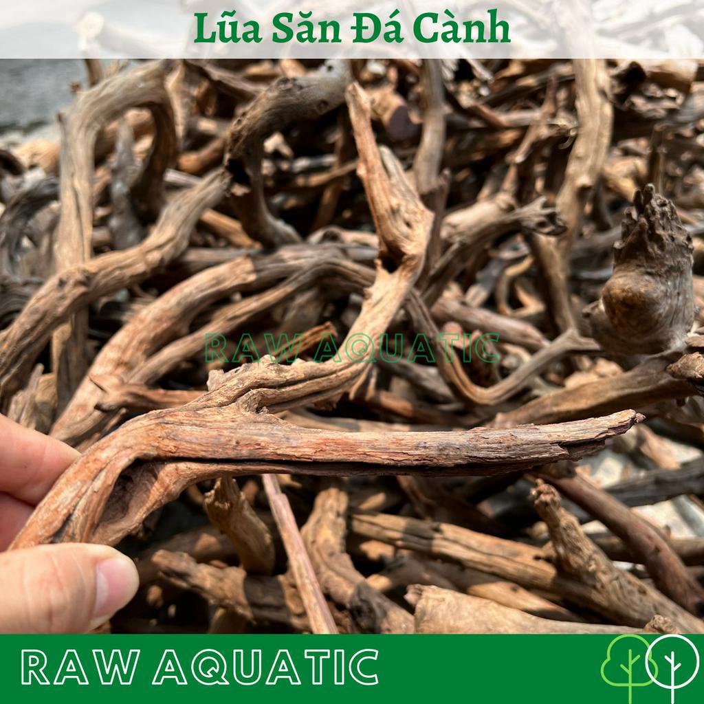 Lũa Săn Đá Cành Trang Trí, Setup Bể Cá Cảnh, Bể Thủy Sinh